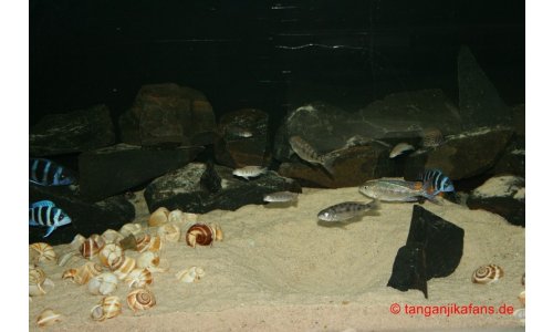 Schaubecken 900l